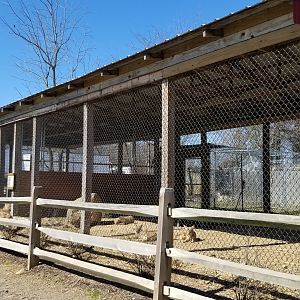 Plumpton Park Zoo - Black-backed jackals