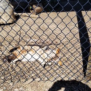 Plumpton Park Zoo - Black-backed jackals