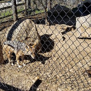 Plumpton Park Zoo - Black-backed jackals