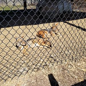 Plumpton Park Zoo - Black-backed jackals