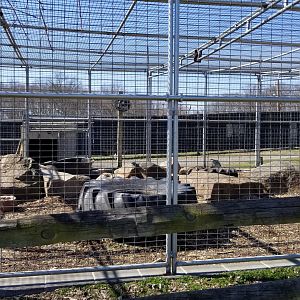 Plumpton Park Zoo - Eurasian brown bear exhibit