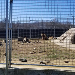 Plumpton Park Zoo - Eurasian brown bears