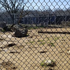 Plumpton Park Zoo - Arctic wolf exhibit 1