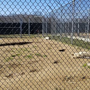 Plumpton Park Zoo - Arctic wolf exhibit 1