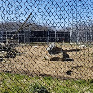Plumpton Park Zoo - Arctic wolf exhibit 1