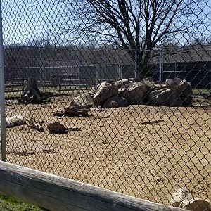 Plumpton Park Zoo - Arctic wolf exhibit 2