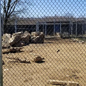 Plumpton Park Zoo - Arctic wolf exhibit 2