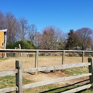 Plumpton Park Zoo - Bactrian camels