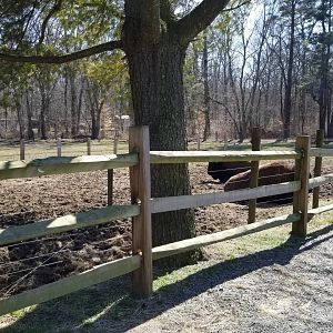 Plumpton Park Zoo - American bison