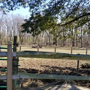 Plumpton Park Zoo - American bison yard
