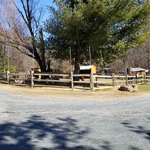 Plumpton Park Zoo - Pygmy goats