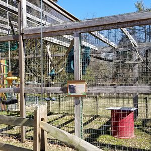Plumpton Park Zoo - Siamang