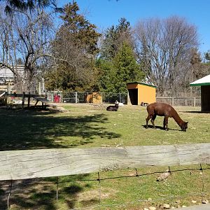 Plumpton Park Zoo - Alpaca and goats