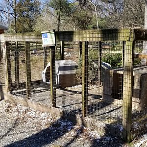 Plumpton Park Zoo - Mallards