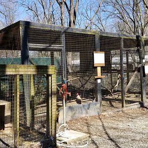 Plumpton Park Zoo - Domestic chickens