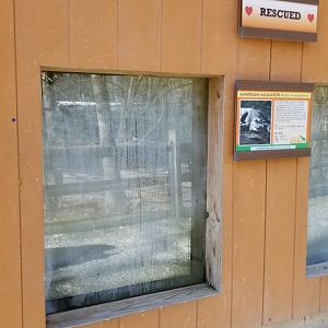 Plumpton Park Zoo - American Alligator