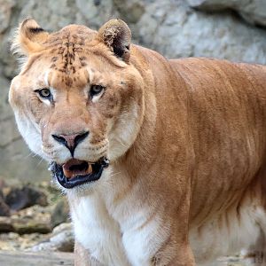 Liger | Male - "Prince"