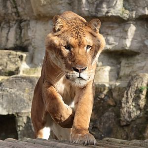 Liger | Male - "Sahib"
