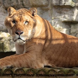 Liger | Male - "Sahib"