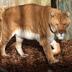 Liger | Male - "Prince"