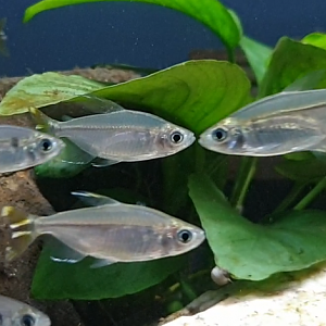 Alostopetersius caudalis