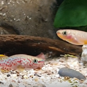 Fundulopanchax gardneri