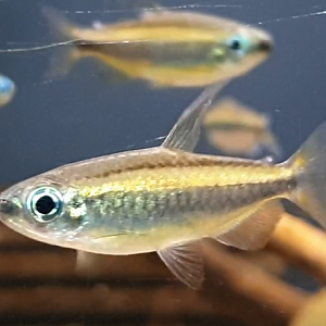 Phenacogrammus cf aurantiacus