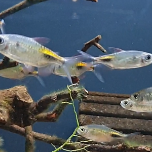 Phenacogrammus major