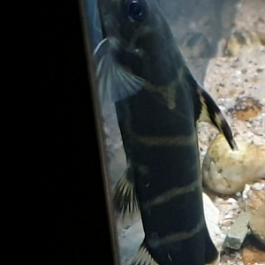 Synodontis brichardi