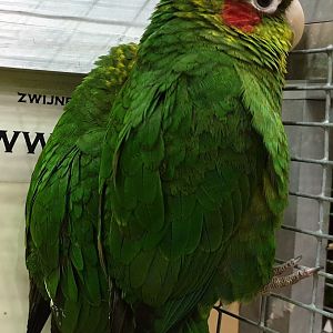 Sulphur-winged parakeets - Pyrrhura hoffmanni