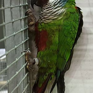 Grey-breasted parakeet - Pyrrhura griseipectus