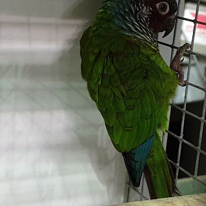 Venezuelan parakeet - Pyrrhura emma
