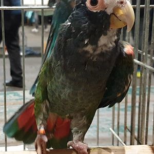 White-crowned parrot - Pionus senilis