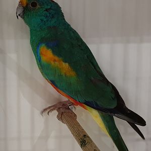 Mulga parrot