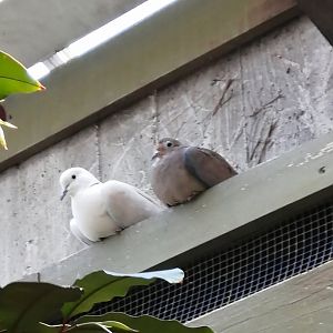 New Doves in the Americas Pavilion