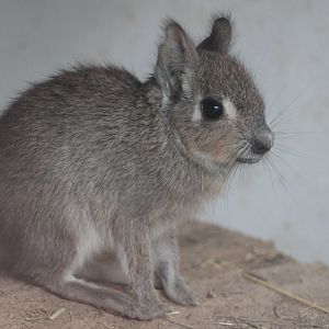 Chacoan mara (Dolichotis salinicola) - baby