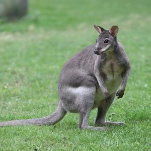 Dusky pademelon (Thylogale brunii)