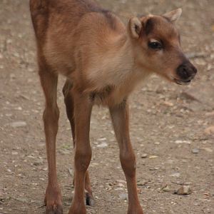 Eurasian forest reindeer (Rangifer tarandus fennicus) - baby