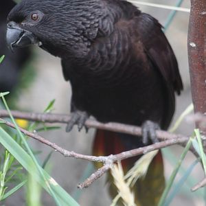 Black lory (Chalcopsitta atra)