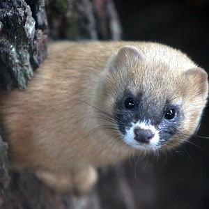 Siberian weasel (Mustela sibirica)