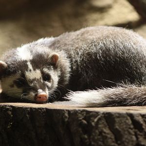 Javan ferret-badger (Melogale orientalis)