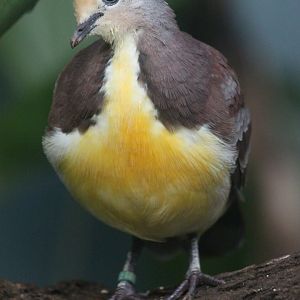 Cinnamon ground-dove (Gallicolumba rufigula)