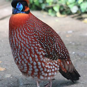 Temminck's tragopan (Tragopan temminckii)