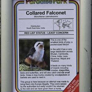Collared falconet sign
