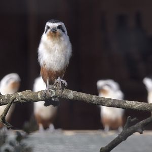 Collared falconets