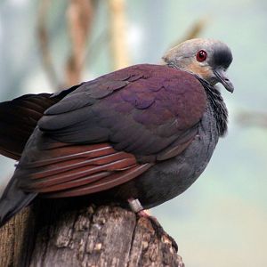 Crested quail-dove (Geotrygon versicolor)