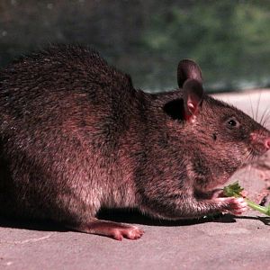 Gambian pouched rat (Cricetomys gambianus)