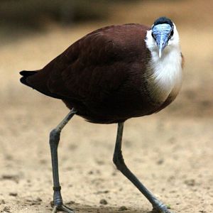 African jacana (Actophilornis africanus)