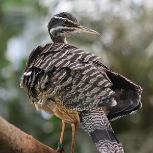 Sunbittern (Eurypyga helias)