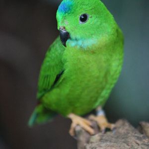 Blue-crowned hanging parrot (Loriculus galgulus)